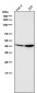 Anti-GSK3 beta Rabbit Monoclonal Antibody